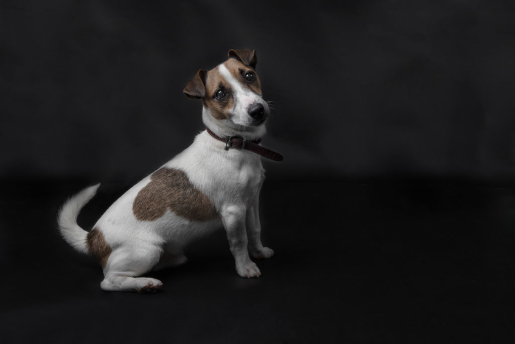 Milo