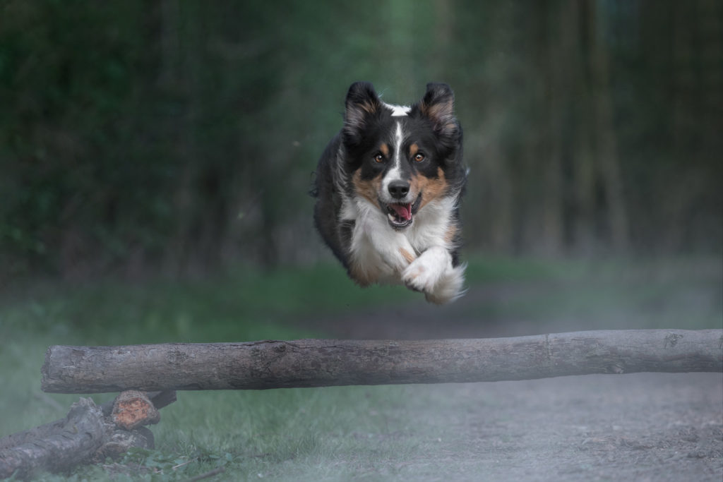Troy Boomstam springen